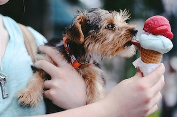 dog eating ice-cream, credit: https://unsplash.com/photos/OYUzC-h1glg